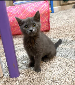 Rescue Domestic Short Hair Cats for Adoption - Calypso | PetCurious