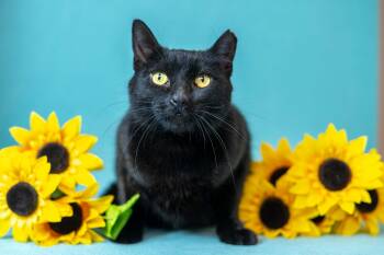 Domestic Short Hair Cats Available for Adoption - Sasha | PetCurious