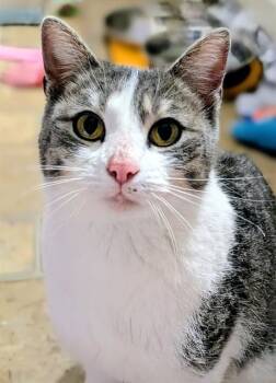 Domestic Short Hair Cats Available for Adoption in St. Peters, Missouri - FAITH | PetCurious