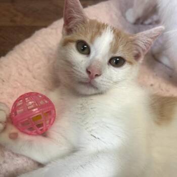 Petunia -  Domestic Short Hair Cat Available for Adoption in Philadelphia, Pennsylvania - Petunia | PetCurious