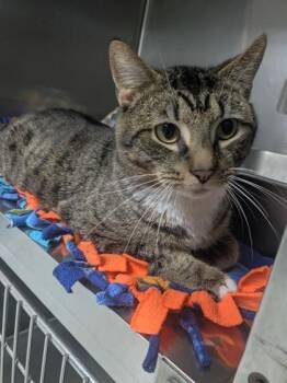 Romeo -  Domestic Short Hair Cat for Adoption in Lock Haven, Pennsylvania - Romeo | PetCurious