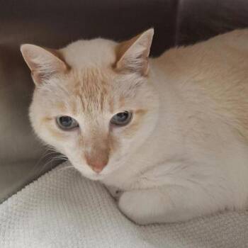 Domestic Short Hair Cats Available for Adoption - Simon | PetCurious