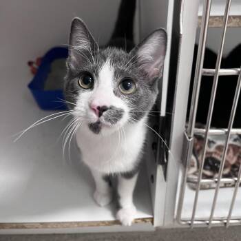 Braeburn -  Domestic Short Hair Cat for Adoption in Arlington Heights, Illinois - Braeburn | PetCurious