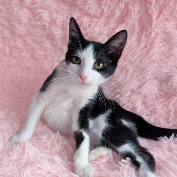 Domestic Short Hair Cats Available for Adoption - Boogie | PetCurious