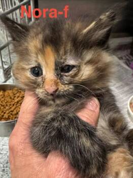 Tortoiseshell and Domestic Long Hair Cats Available for Adoption in Brookhaven, Mississippi - Nora 26 | PetCurious