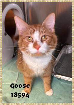 Domestic Long Hair and Tabby Cats Available for Adoption in Marietta, Georgia - GOOSE | PetCurious