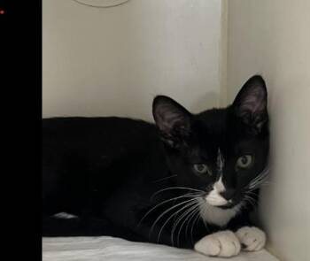 ORPHEUS -  Domestic Short Hair Cat for Adoption in Jacksonville, Florida - ORPHEUS | PetCurious