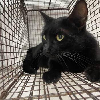 Domestic Short Hair Cats Available for Adoption in Edinburg, Texas - Cookie Terrazas | PetCurious