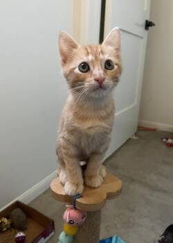Sunny -  Domestic Short Hair Cat for Adoption in Oceanside, California - Sunny | PetCurious