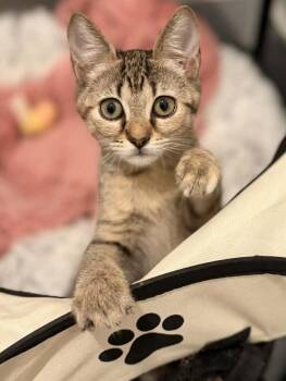 Micky (Dreamy) -  Domestic Short Hair and Calico Cat for Adoption in Houston, Texas - Micky (Dreamy) | PetCurious