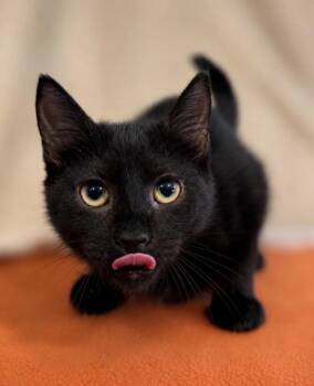 Echo -  Domestic Short Hair Cat for Adoption in Omaha, Nebraska - Echo | PetCurious