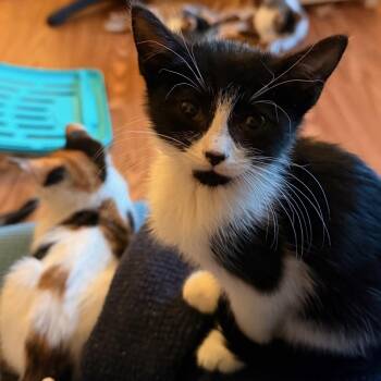 Curry -  Tuxedo Cat for Adoption in Honeoye, New York - Curry | PetCurious