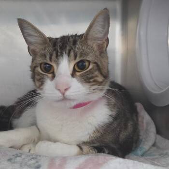 Peppermint Patty -  Domestic Short Hair Cat for Adoption in Lakeland, Florida - Peppermint Patty | PetCurious