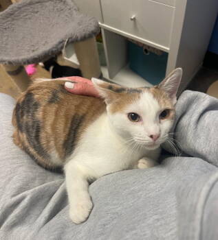 Rescue Domestic Short Hair Cats for Adoption in Hazlet, New Jersey - Cookie | PetCurious