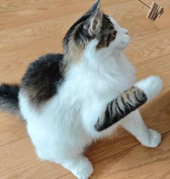 Robert -  Domestic Long Hair Cat for Adoption in Mississauga, Ontario - Robert | PetCurious