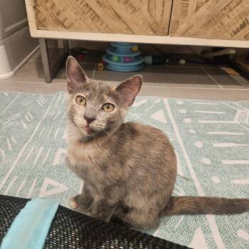 Monica -  Domestic Short Hair Cat for Adoption in Fairfax Station, Virginia - Monica | PetCurious