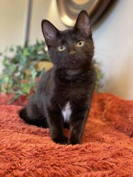 Tucker -  Domestic Short Hair Cat for Adoption in Taylor, Michigan - Tucker | PetCurious