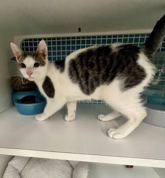 Colton -  Domestic Short Hair Cat for Adoption in El Cajon, California - Colton | PetCurious