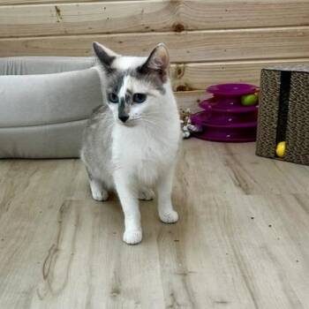 Sapphire -  Domestic Medium Hair Cat for Adoption in Poplar Bluff, Missouri - Sapphire | PetCurious