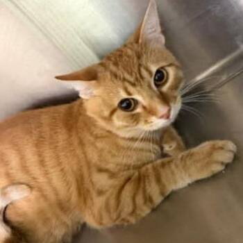 Domestic Short Hair Cats Available for Adoption in Washington, District Of Columbia - Apple Jack | PetCurious