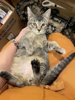 Rescue Tabby Cats for Adoption - Cinderella CM 7/25 | PetCurious