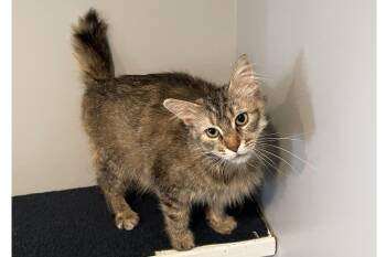 Domestic Medium Hair Cats Available for Adoption in Lincoln, Nebraska - Cuddles | PetCurious