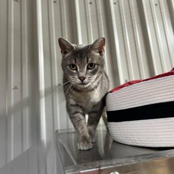 Domestic Short Hair Cats Available for Adoption - Charlotte | PetCurious