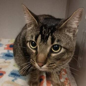 Domestic Short Hair Cats Available for Adoption - Bartholomew | PetCurious