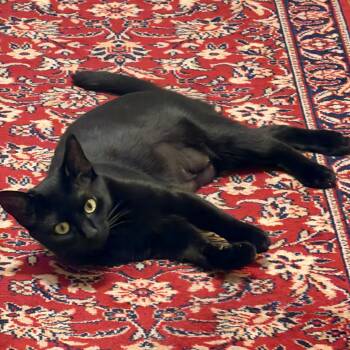 Luna -  Bombay and Domestic Short Hair Cat for Adoption in New York, New York - Luna | PetCurious