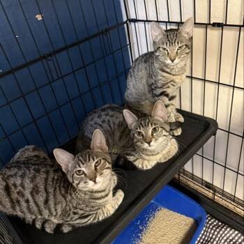 Rescue Domestic Short Hair Cats for Adoption in Tempe, Arizona - Stock | PetCurious