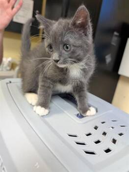 DREXEL -  Domestic Short Hair Cat for Adoption in Cookeville, Tennessee - DREXEL | PetCurious