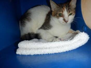 Domestic Short Hair Cats Available for Adoption in San Jose, California - HEART | PetCurious