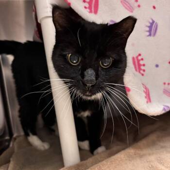 Myrkur -  Domestic Short Hair Cat for Adoption in Murray, Utah - Myrkur | PetCurious