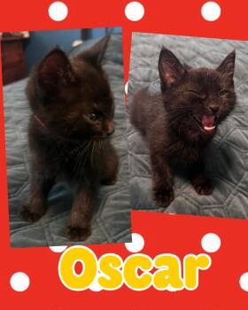 Oscar -  Domestic Short Hair Cat Available for Adoption in Pasco, Washington - Oscar | PetCurious