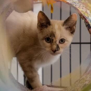 Domestic Short Hair and Siamese Cats Available for Adoption in Pawling, New York - Ivy | PetCurious