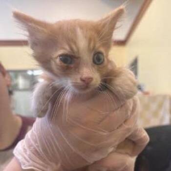 Cherax -  Domestic Short Hair Cat for Adoption in Lynchburg, Virginia - Cherax | PetCurious
