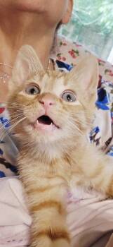 Blaze -  Domestic Short Hair Cat for Adoption in Greensboro, North Carolina - Blaze | PetCurious