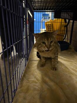 Kevin Bacon -  Domestic Short Hair Cat for Adoption in Burlington, Iowa - Kevin Bacon | PetCurious