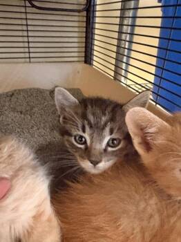 Pumbaa -  Domestic Short Hair Cat for Adoption in Rensselaer, Indiana - Pumbaa | PetCurious