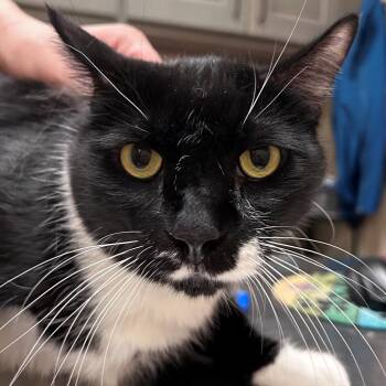 Domestic Short Hair Cats Available for Adoption in Wickenburg, Arizona - Stevie | PetCurious