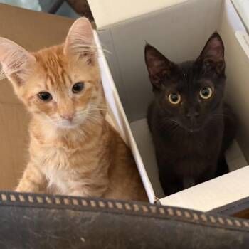 Domestic Medium Hair Cats Available for Adoption in Bell Gardens, California - Dax (aka Babyface) & Maxie  | PetCurious
