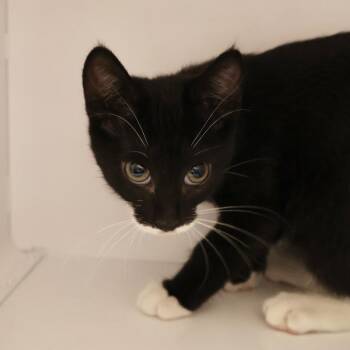 Woodina -  Domestic Short Hair Cat for Adoption in Briarcliff Manor, New York - Woodina | PetCurious