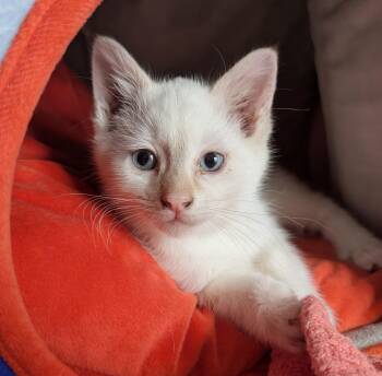 Siamese Cats Available for Adoption - Asiago | PetCurious