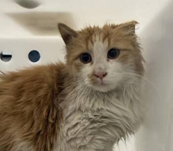 Domestic Short Hair Cats Available for Adoption - Chorizo | PetCurious