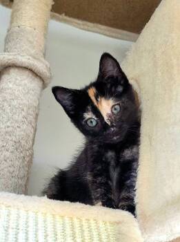 Savanna -  Domestic Short Hair Cat for Adoption in Pendleton, Oregon - Savanna | PetCurious