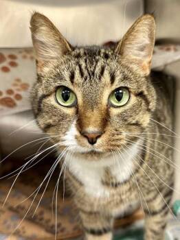 Alex -  Domestic Short Hair Cat for Adoption in Wichita, Kansas - Alex | PetCurious