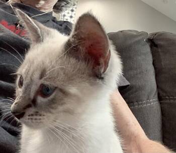 Mantis -  Siamese and American Shorthair Cat for Adoption in Austin, Texas - Mantis | PetCurious