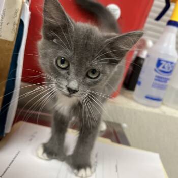 Rescue Domestic Short Hair Cats for Adoption in Pekin, Illinois - Frost | PetCurious