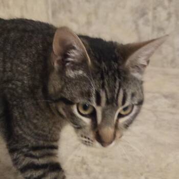 Domestic Short Hair Cats Available for Adoption in Redwood Valley, California - Shaw | PetCurious