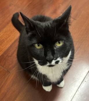 Domestic Short Hair Cats Available for Adoption in Reston, Virginia - Mu | PetCurious